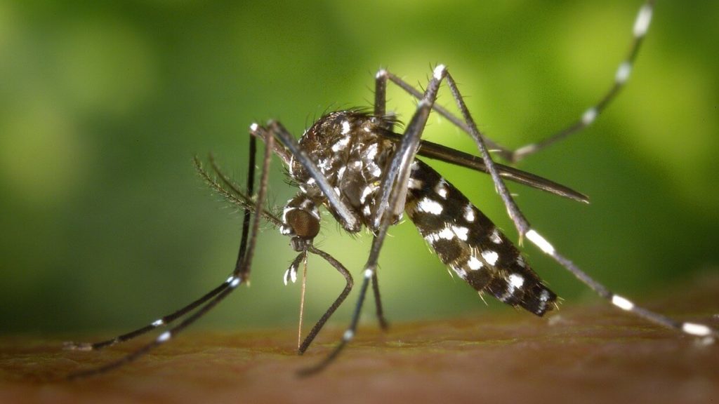 Vòng đời của muỗi