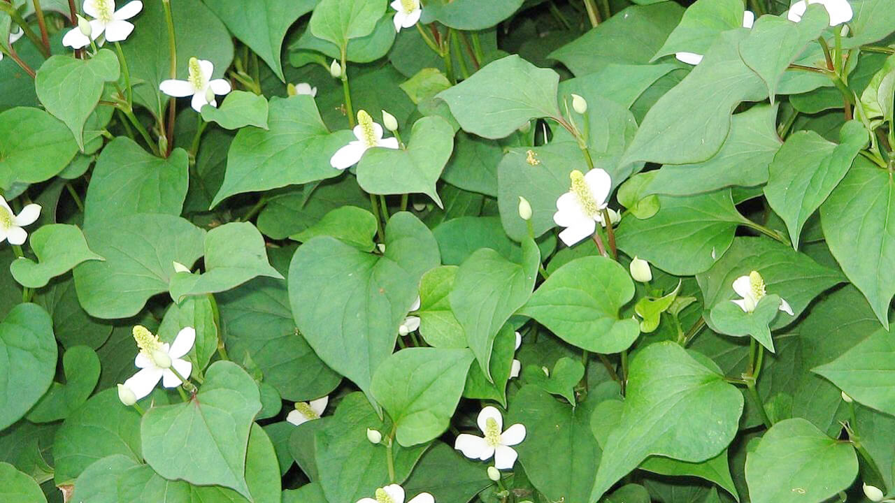 tac-dung-cua-rau-diep-ca-2 Tác dụng của rau diếp cá