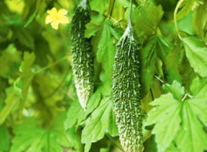 Mướp đắng