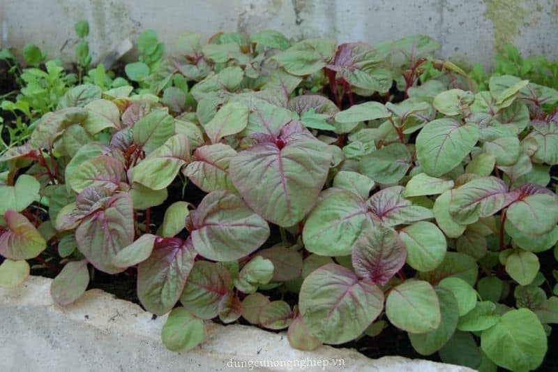 Rau dền chứa nhiều sắt, bổ máu