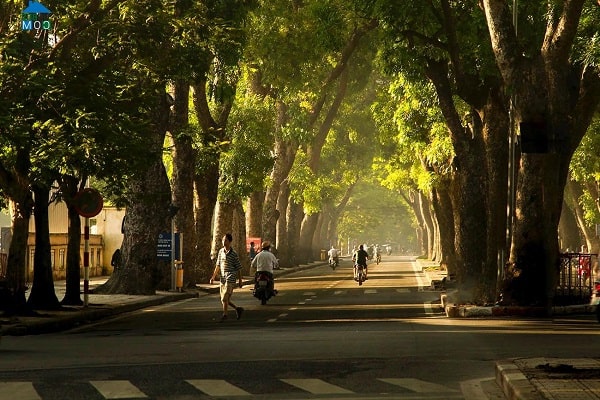 Con đường Hoàng Diệu - Con đường đẹp nhất Hà Nội