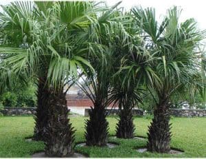 Loài cây xanhđô thị được trồng nhiều ở Hà Nội