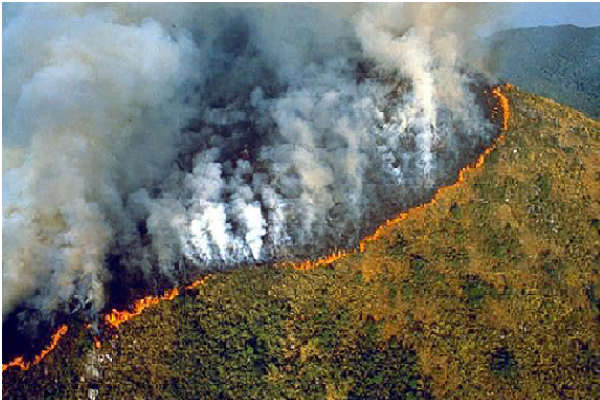 Cháy rừng - Hiệu ứng nhà kính 