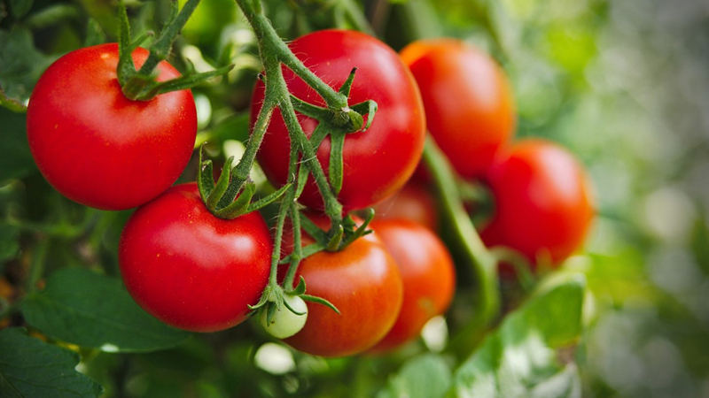 Bệnh tim nên ăn gì? Sử dụng cà chua sẽ giúp giảm nguy cơ nhồi máu cơ tim