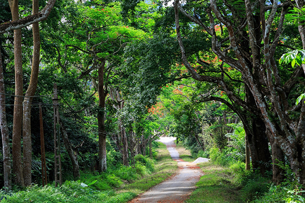 Rừng Cúc Phương Ninh Bình, khu rừng quốc gia lớn nhất Việt Nam
