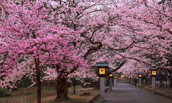 Lễ hội hoa anh đào - Nét đẹp truyền thống của văn hóa Nhật