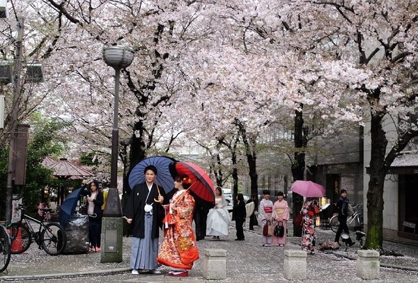 Lễ hội hoa anh đào tại Tokyo