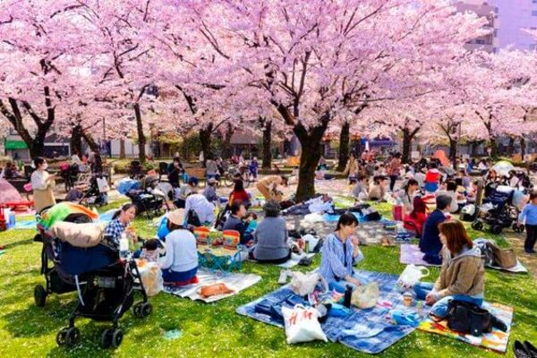 Văn hóa Nhật Bản - Lễ hội Hanami