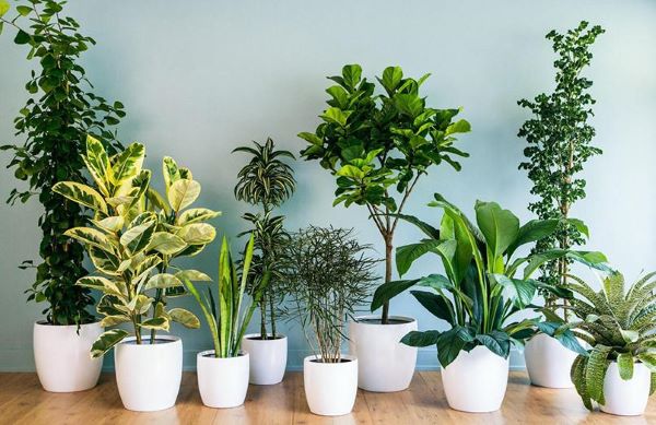 Những cây cảnh tài lộc có thể trồng được trong nhà