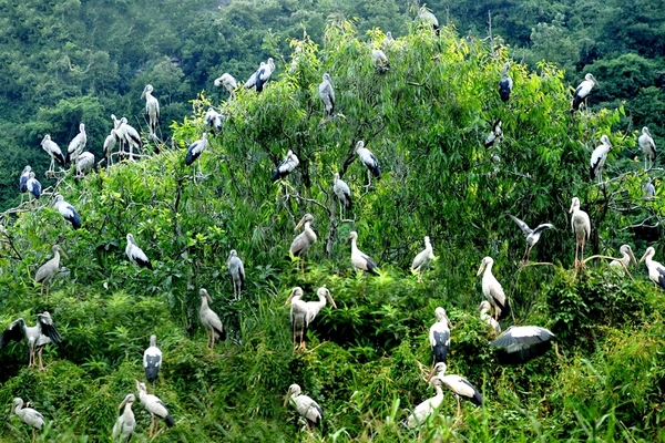 Vườn chim Thung Nham Ninh Bình